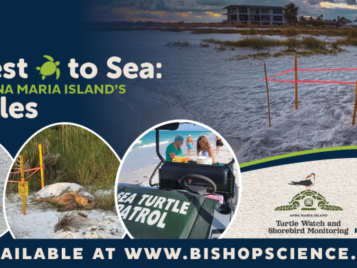 think + drink presents: From Nest to Sea: Protecting Anna Maria Island’s Sea Turtles