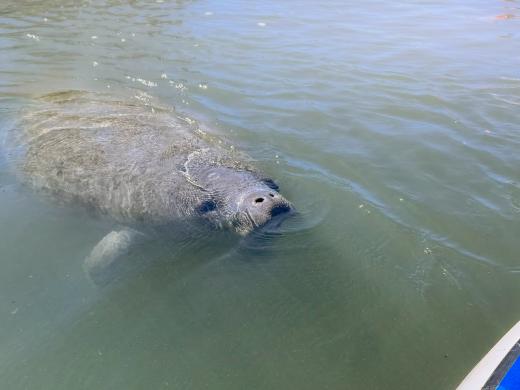 Sarasota Kayak Rentals