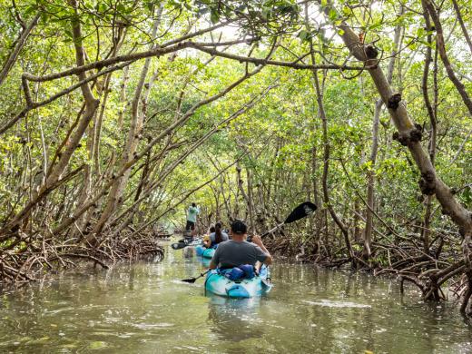 Sarasota Kayak Rentals