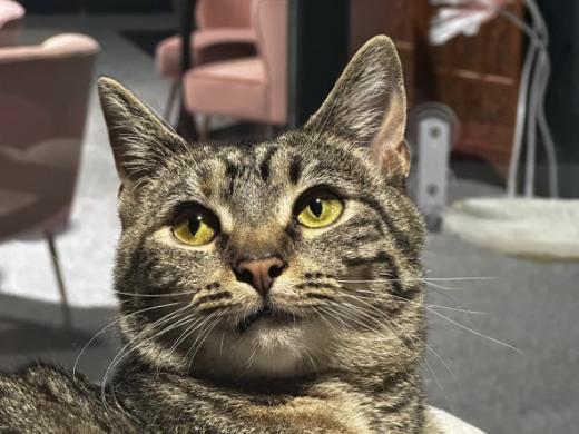 Feline Friday Fifteen! Feline Friday Fifteen! Photo