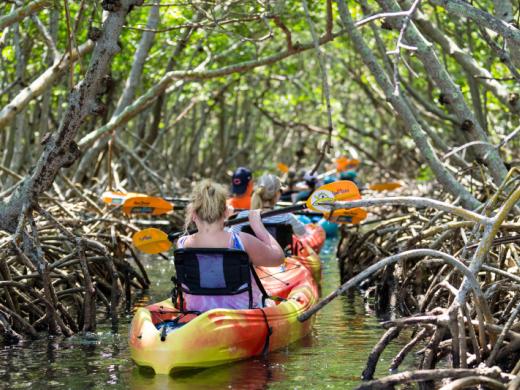 Mangroves Photo