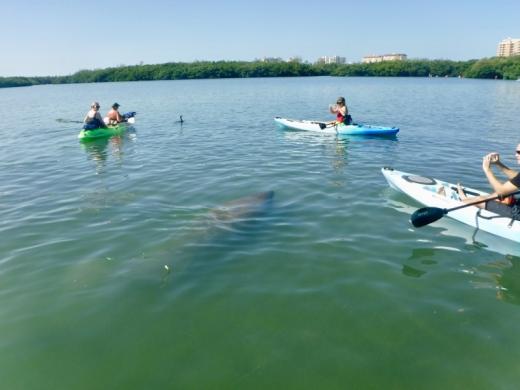 Manatee Photo 2