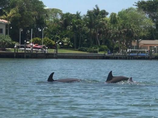 Dolphins - A pod of dolphins traveled by us while on tour today!!! Photo 4