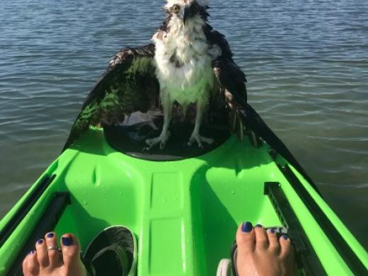 Rescued Osprey - We rescued an Osprey with a broken wing on one of our kayak tours. Photo 5