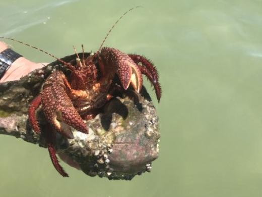 Hermit Crab Photo 7