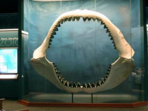 423_640x480.jpg - Megladon Jaw at the South Florida Museum Photo 3