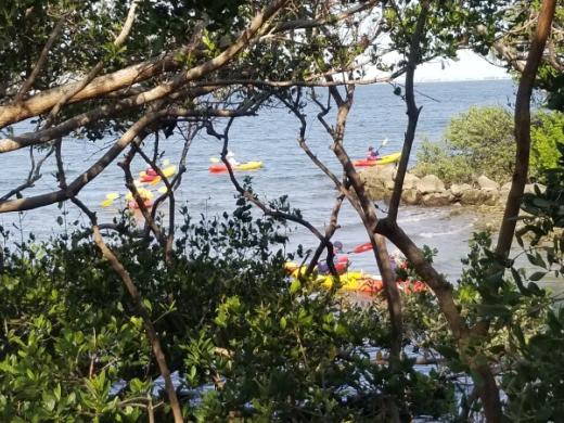 Kayak Rental The Bay Mangrove group - RideAndPaddleTheBay.com Photo 12