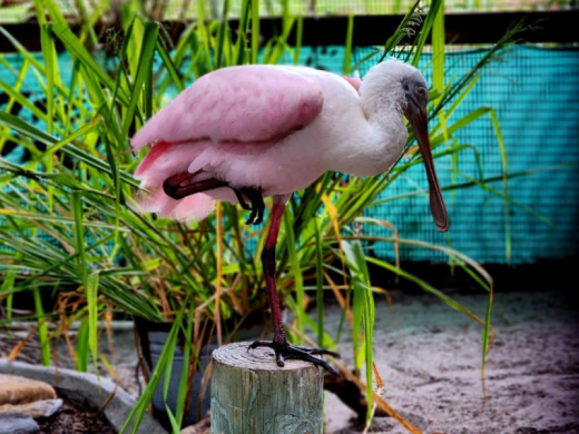 Save Our Seabirds 4 Photo