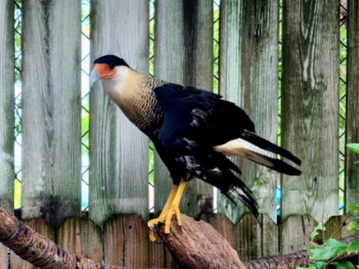 Save Our Seabirds 2 Photo 2