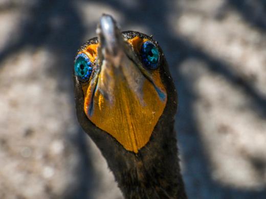 Cormorant Photo 3
