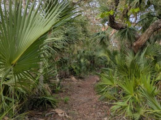 SRQ Vortex path 2 Photo 3