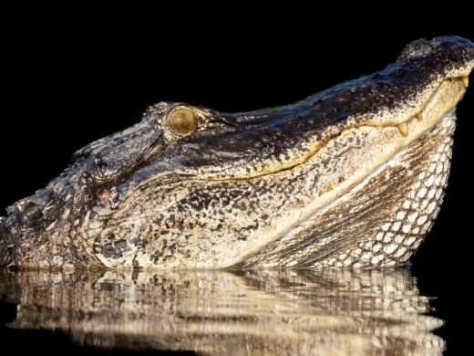 Nature in Motion Gator Photo 3