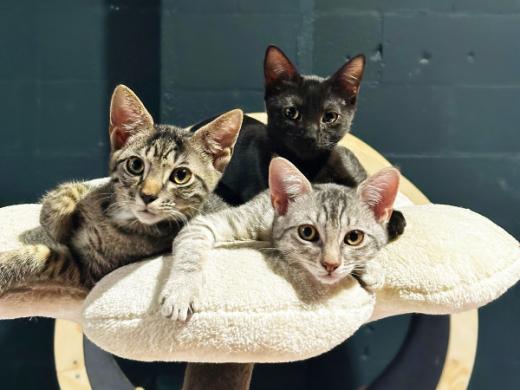 Katy's Cat Café Kitties Photo