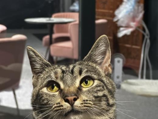 Katy's Cat Café Kitties Photo 2