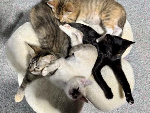 Katy's Cat Café Kitty Pile Photo 4