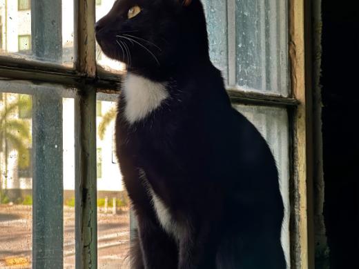 Katy's Cat Cafe Lanky - Lanky Photo 8