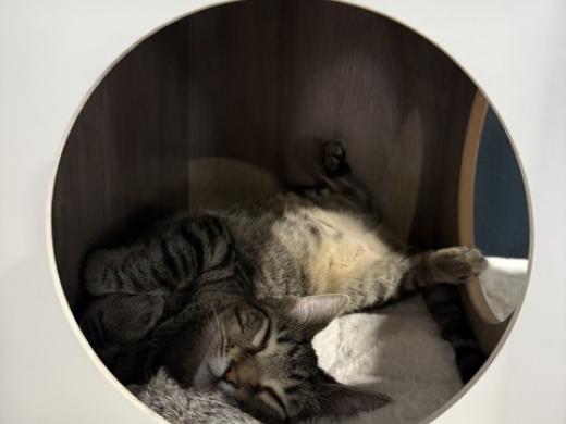 Katy's Cat Cafe Rachel - Rachel Photo 9
