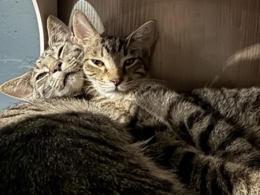 Katy's Cat Cafe Rachel and Ross - Rachel and Ross Photo 10