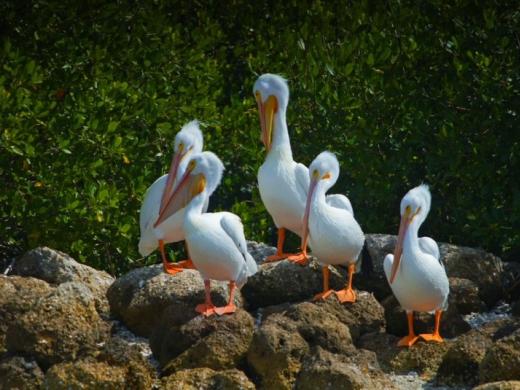 Pelicans Along Sarasota Bay - A beautiful group of pelicans gathered along the waters of Sarasota Bay near Siesta Key. Southwest Florida is home to incredible coastal wildlife, and pelican sighting... Photo 2