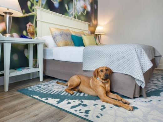 4846_640x480.jpg - Pet Friendly Photo 2