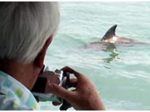 Dolphin Photo 6