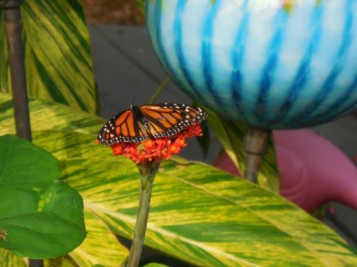 6111_640x480.jpg - Monarchs Love Our Gardens!  Glass Globe by Douglas & Renee Sigwarth Photo 6