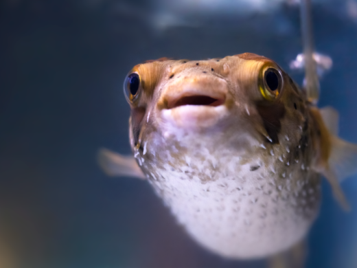 Porcupinefish - Porcupinefish at Mote Aquarium Photo