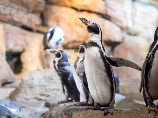 Penguins 2025 Photo 3