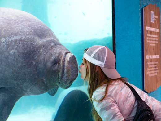 Manatee boop at Mote Aquarium Photo 3