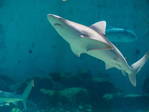 Sandbar shark Photo 5