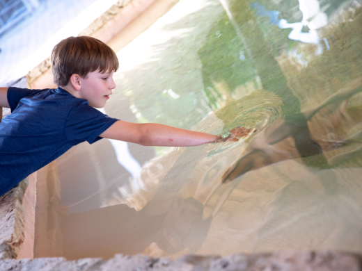 Stingrays at Mote Aquarium Photo 7