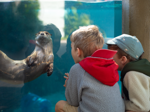 Otters at Mote Aquarium Photo 8