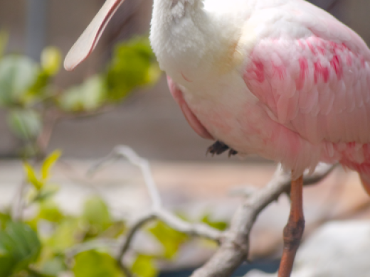 Roseate Spoonbill at Mote Aquarium Photo 10