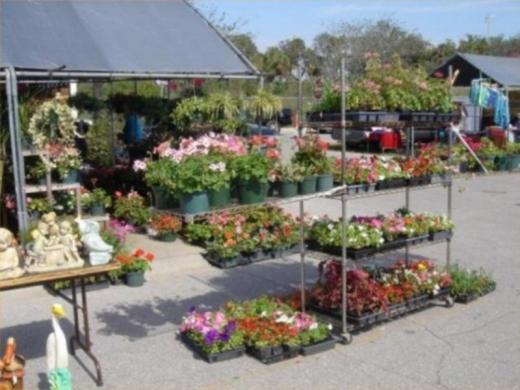 333_640x480.jpg - Plants, plants and more plants for your home, patio and porch....fresh from the growers! Photo 5