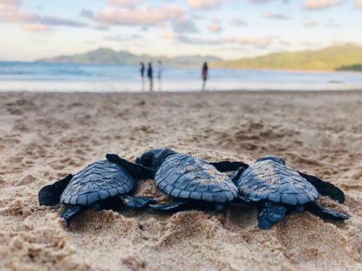 Turtle Season Photo 18