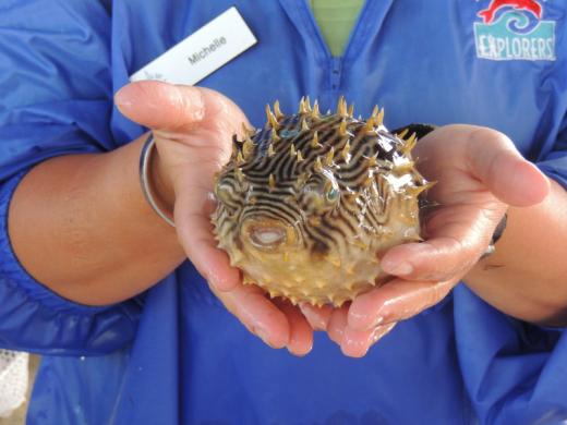 Burrfish Photo 2
