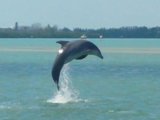 Dolphin Photo 5