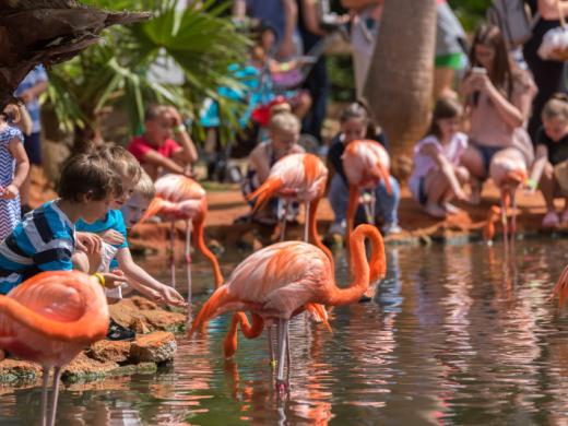 Flamingos - Enjoy hand feeding our flock of free-roaming flamingos Photo 3