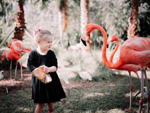 Hand Feed Flamingos and other animals at "Sarasota's Favorite Family Attraction" Photo 4