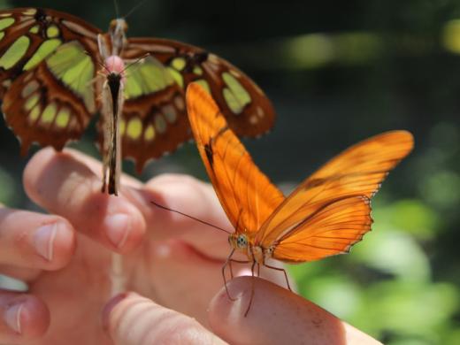 Butterfly House Photo 5