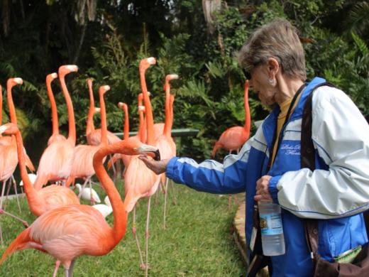 Flamingos Photo 6