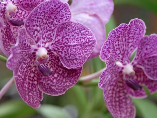 446_716x480.jpg - Stunning Display of Rare & Exotic Orchids Photo