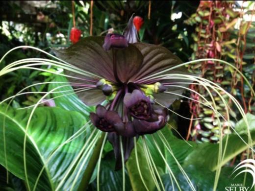 2890_640x480.jpg - Tacca integrifolia, AKA the batflower Photo 7