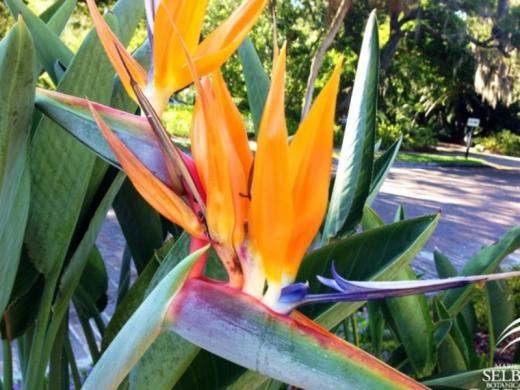 2892_640x480.jpg - Birds of Paradise Photo 7