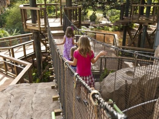 445_720x480.jpg - Rope Bridges in Children's Rainforest Photo 10