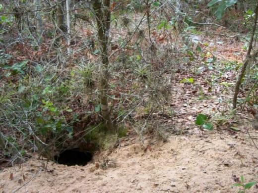 1355_722x480.jpg Photo