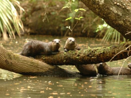 1232_640x481.jpg Photo 2