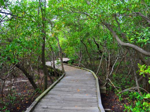 Ken Thompson Park - This boardwalk has been sensitively designed to protect the environment while allowing public access and enjoyment of the mangrove canopy experience. As such, the visitor will e... Photo