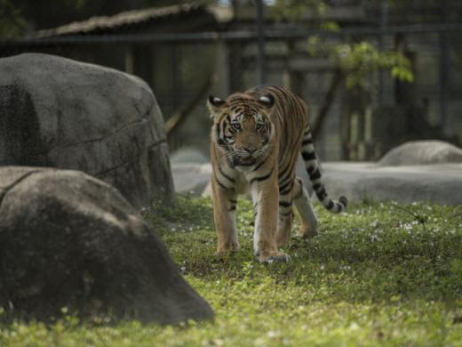 Tiger Habitat Photo