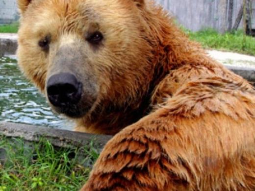 82_640x667.jpg - Buc The Kodiak Bear Photo 2